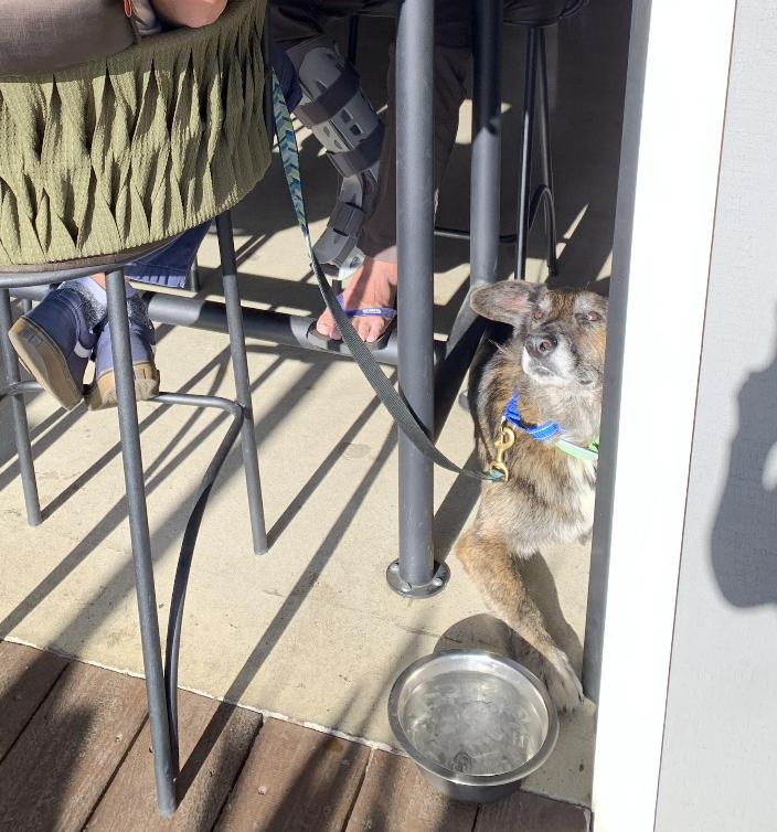 Enlarge Billy, a ADOPTABLE mixed breed in Carlsbad, CA image 6/6