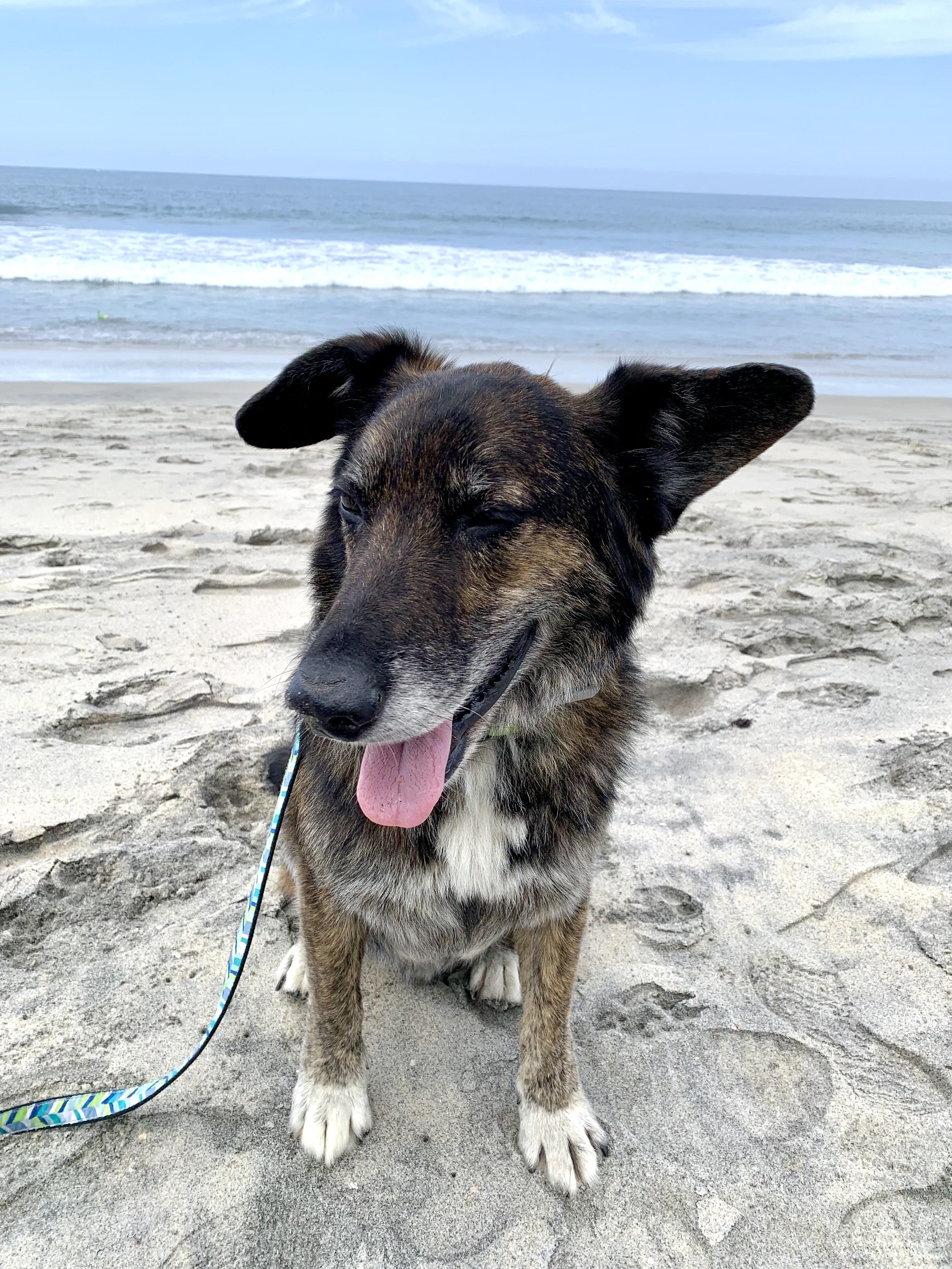 Enlarge Billy, a ADOPTABLE mixed breed in Carlsbad, CA image 3/6