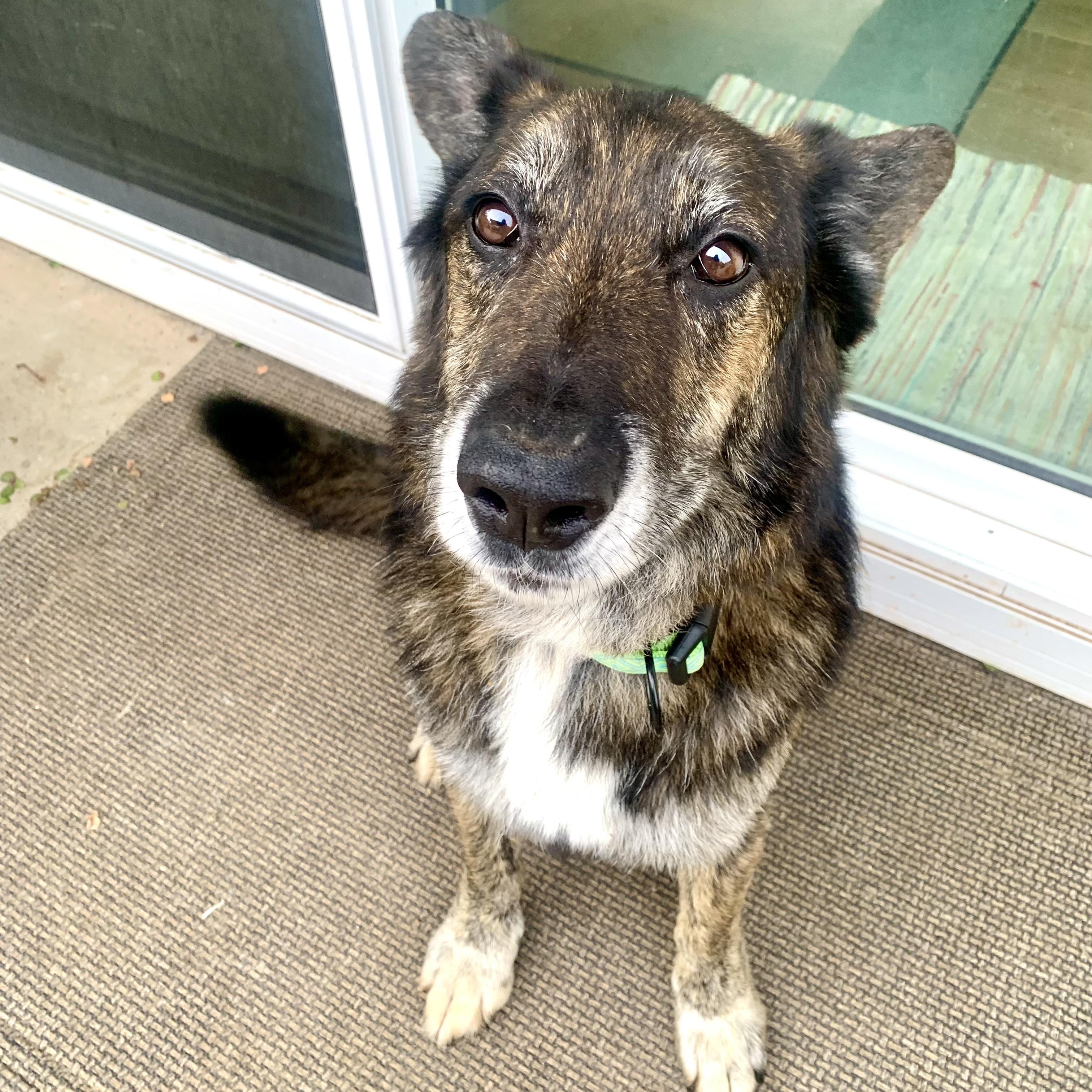 Enlarge Billy, a ADOPTABLE mixed breed in Carlsbad, CA image 1/6