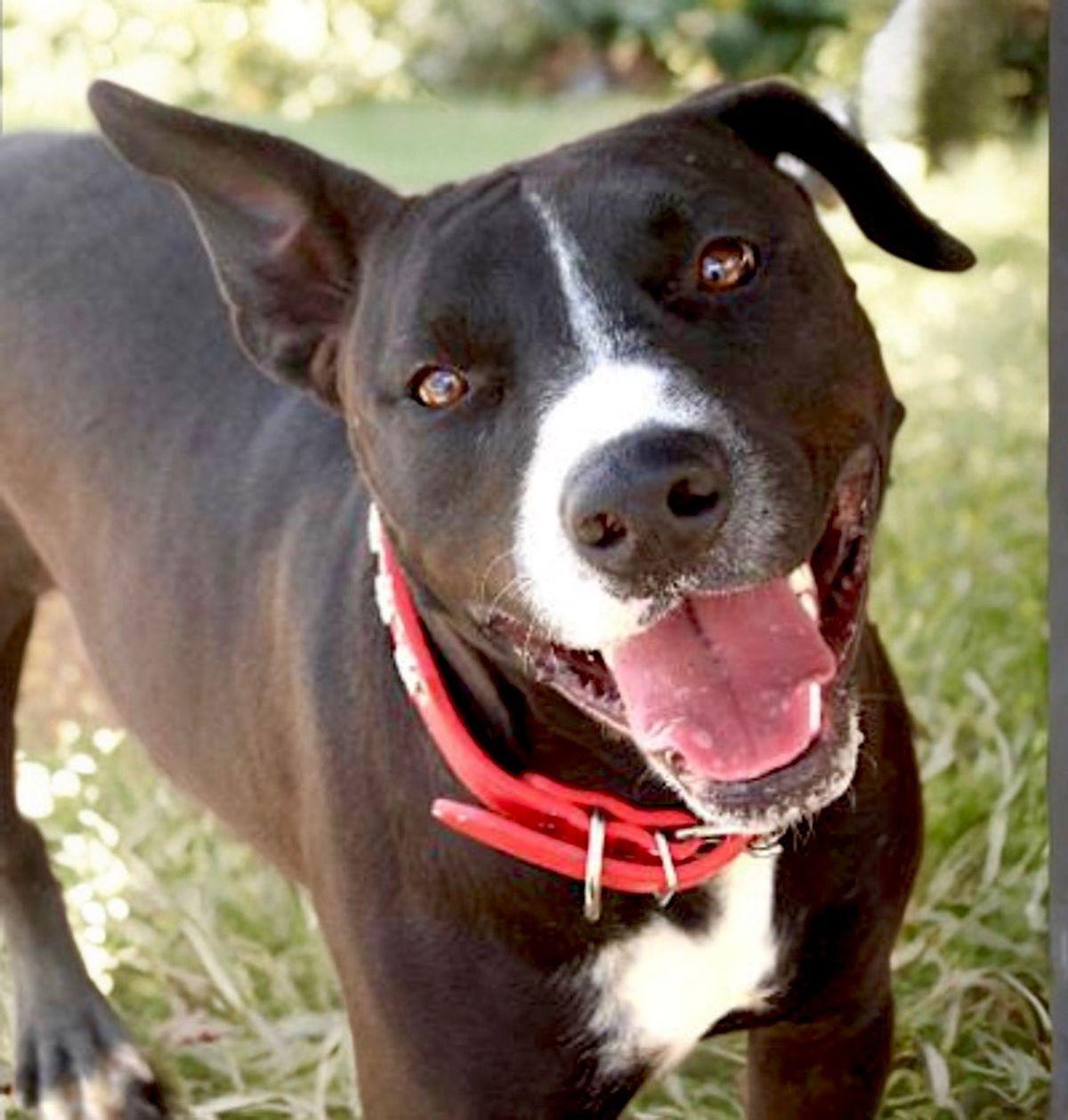 Jack*, Adoptable, Adult Male Labrador Retriever.