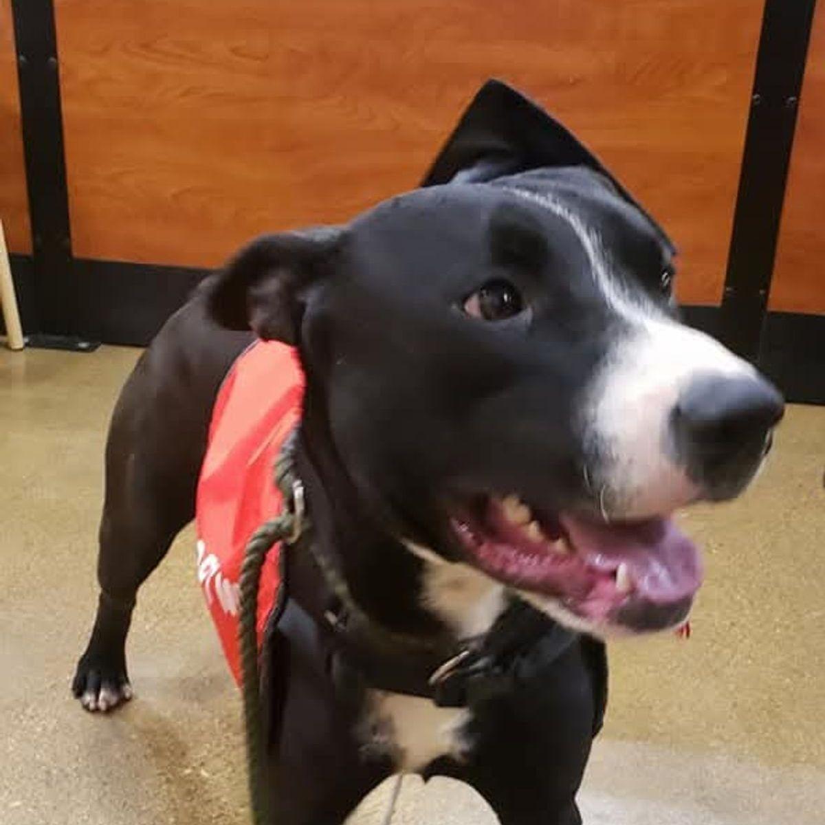Jack*, a Adoptable Labrador Retriever in Kingman, AZ image 2/3