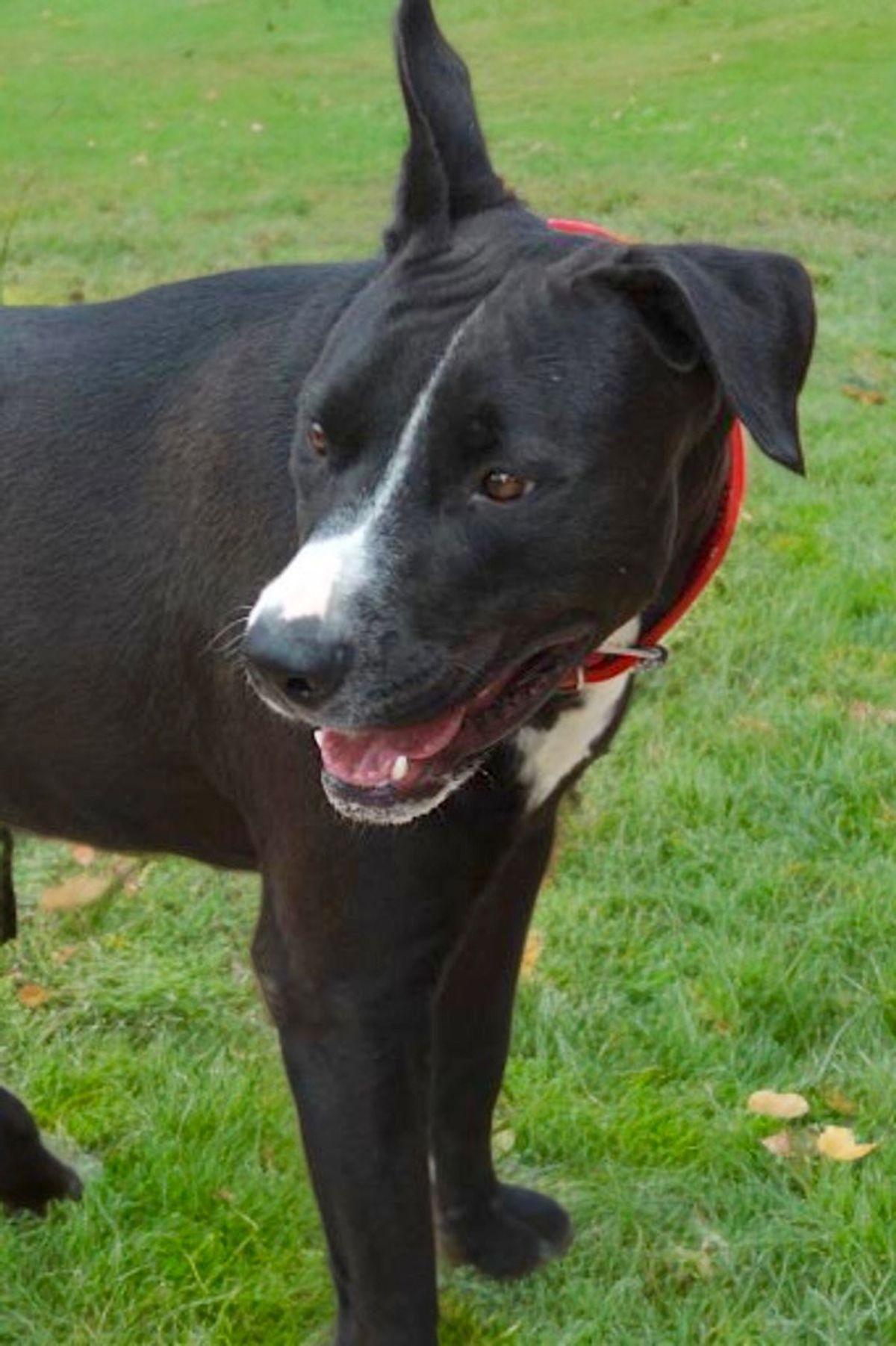 Jack*, a Adoptable Labrador Retriever in Kingman, AZ image 3/3