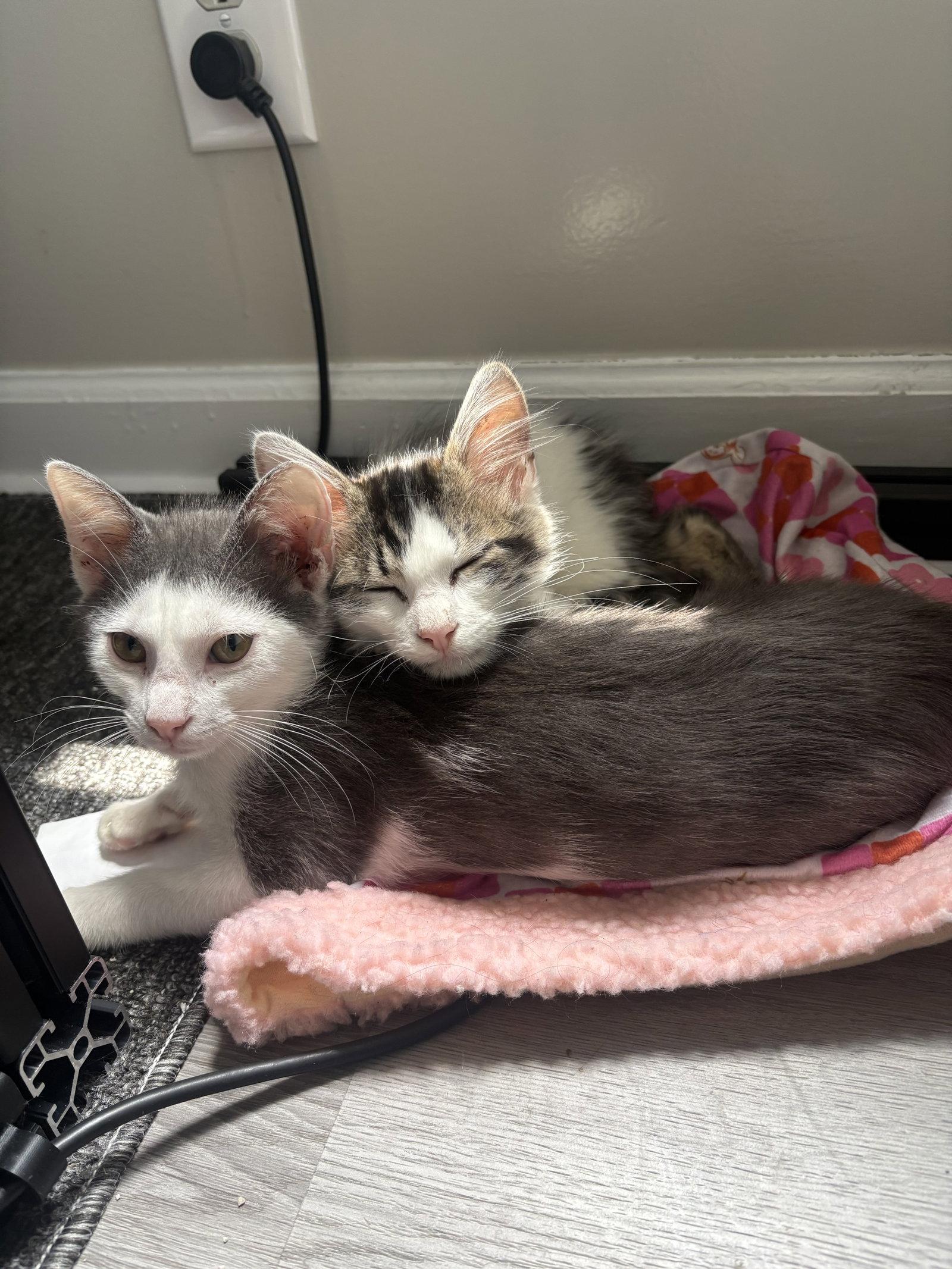 Chonk Norris, Adopted, Young Male Domestic Long Hair.