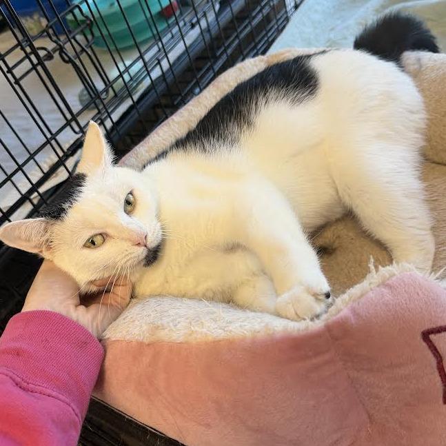 Princess, a Adoptable Domestic Short Hair in Wappingers Falls, NY image 1/4