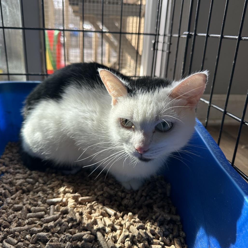Princess, a Adoptable Domestic Short Hair in Wappingers Falls, NY image 2/4