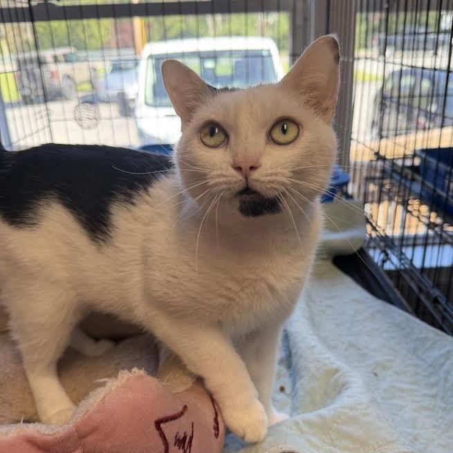 Princess, a Adoptable Domestic Short Hair in Wappingers Falls, NY image 3/4