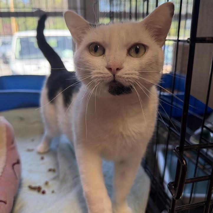 Princess, a Adoptable Domestic Short Hair in Wappingers Falls, NY image 4/4