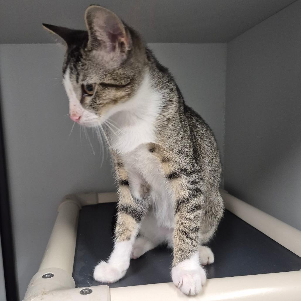 Silo, Adoptable, Kitten Male Domestic Short Hair.