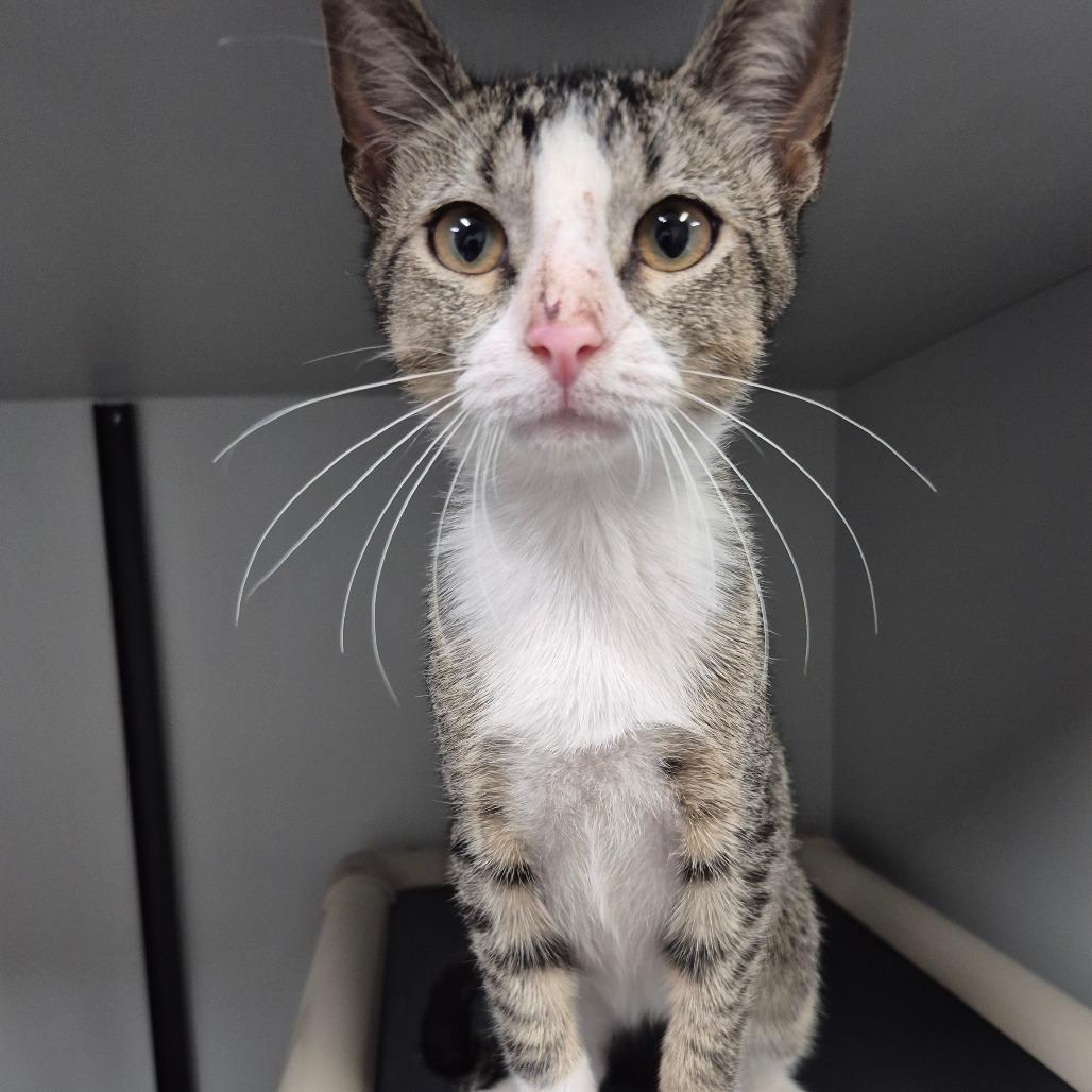 Enlarge Silo, a Adoptable Domestic Short Hair in Kingman, KS image 2/3