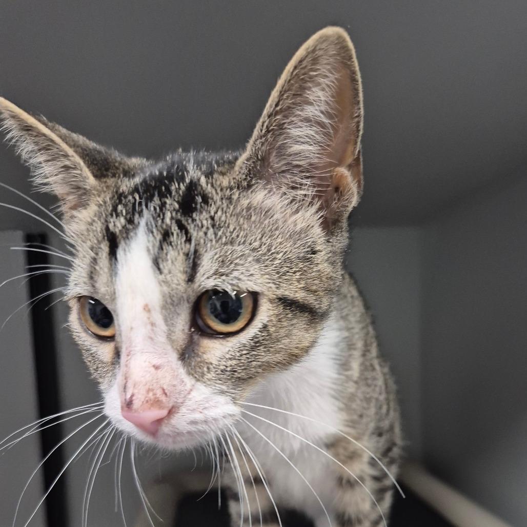 Enlarge Silo, a Adoptable Domestic Short Hair in Kingman, KS image 3/3