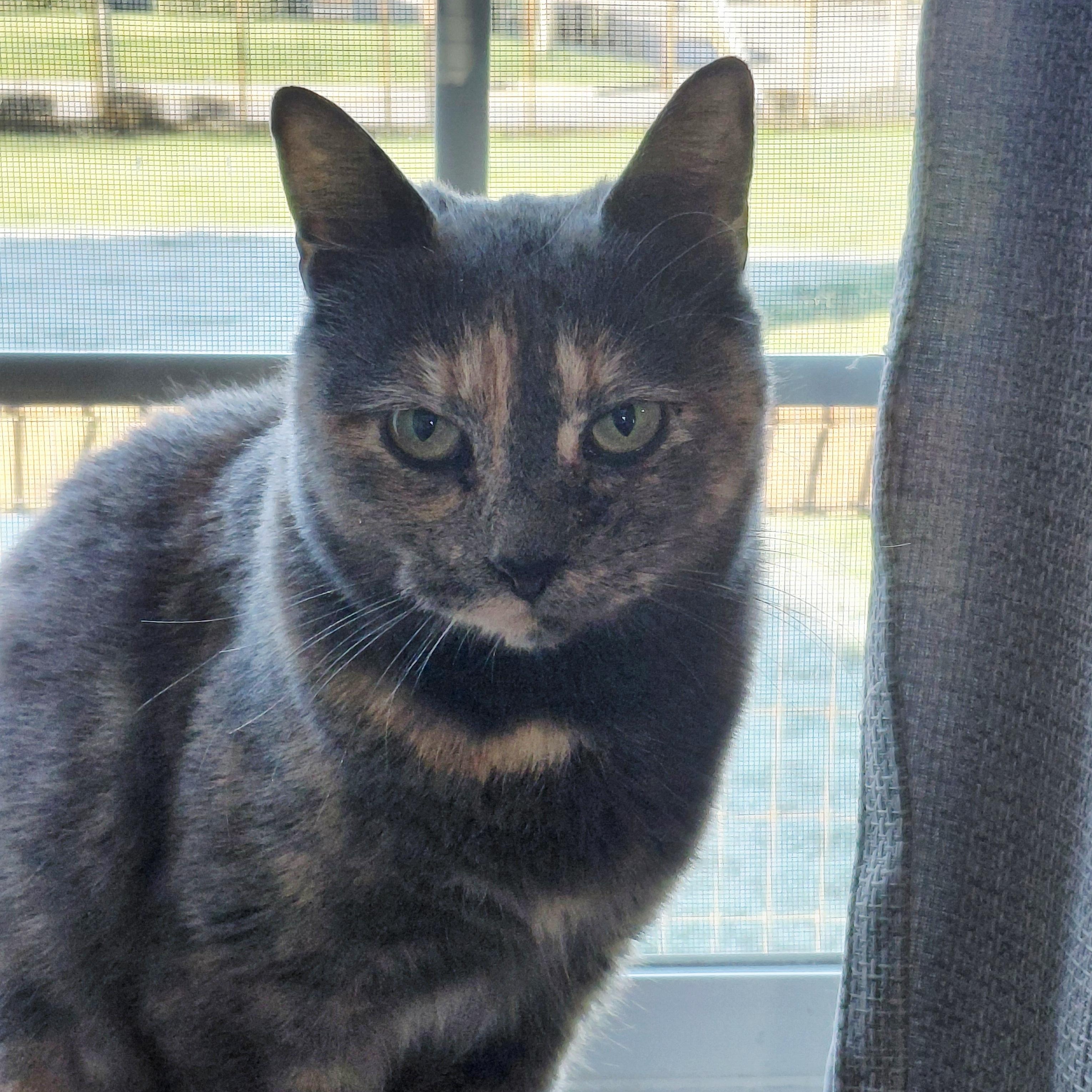 Enlarge Sparkles-CH, a ADOPTABLE mixed breed in Burlington, WA image 4/6