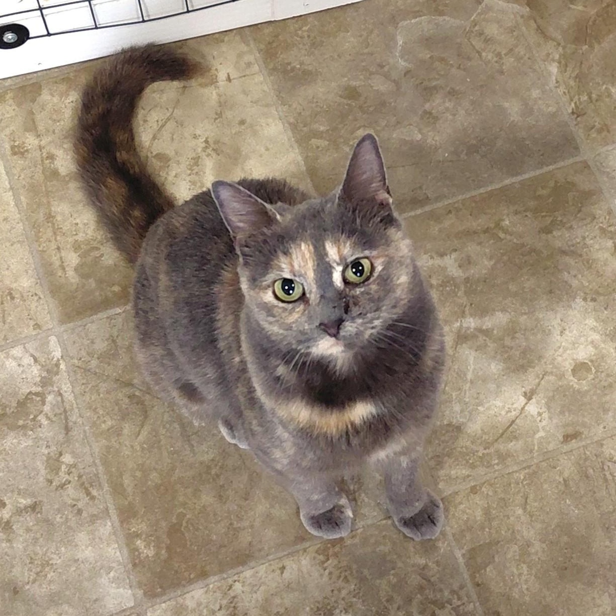 Sparkles-CH, ADOPTABLE, Adult Female Dilute Tortoiseshell.