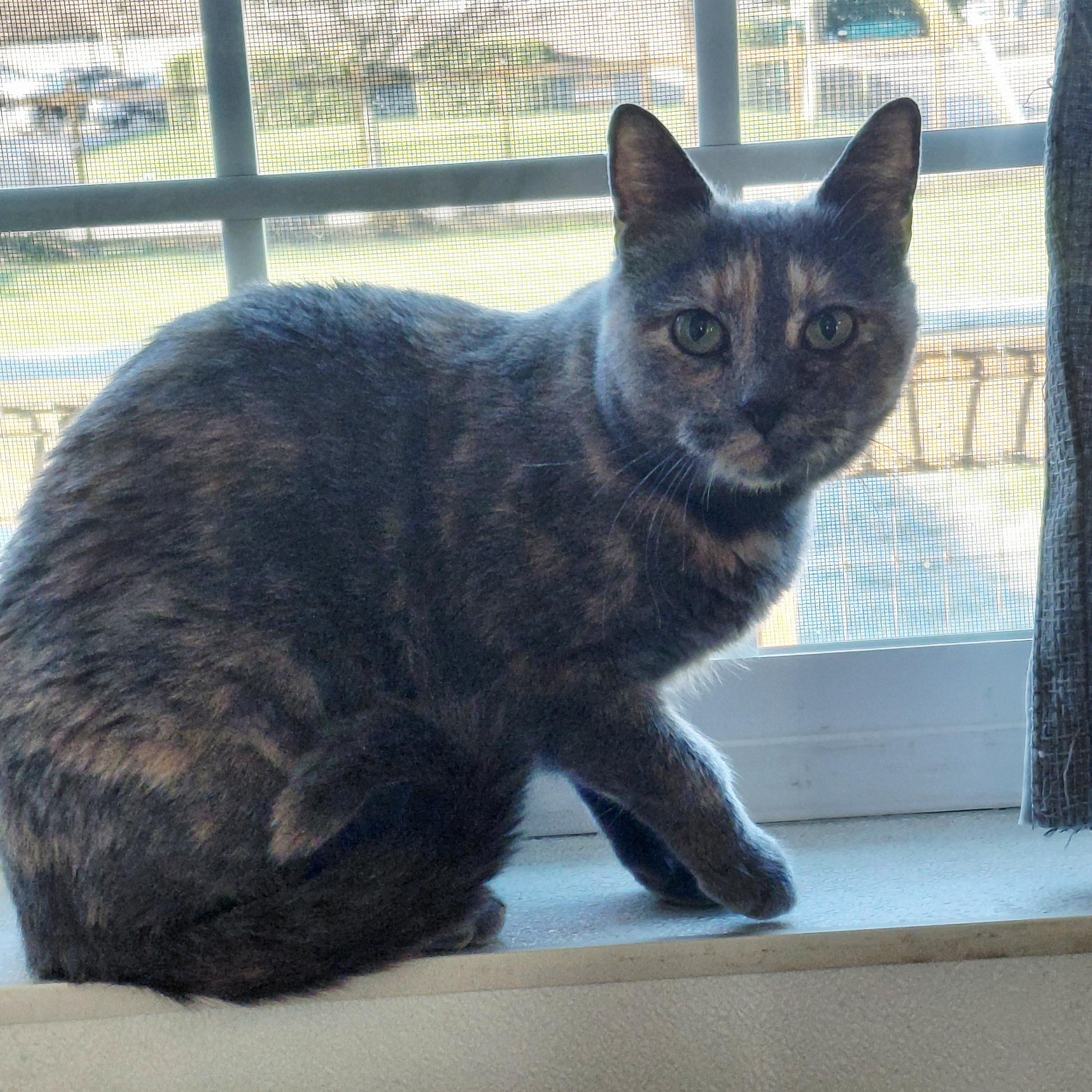 Enlarge Sparkles-CH, a ADOPTABLE mixed breed in Burlington, WA image 5/6