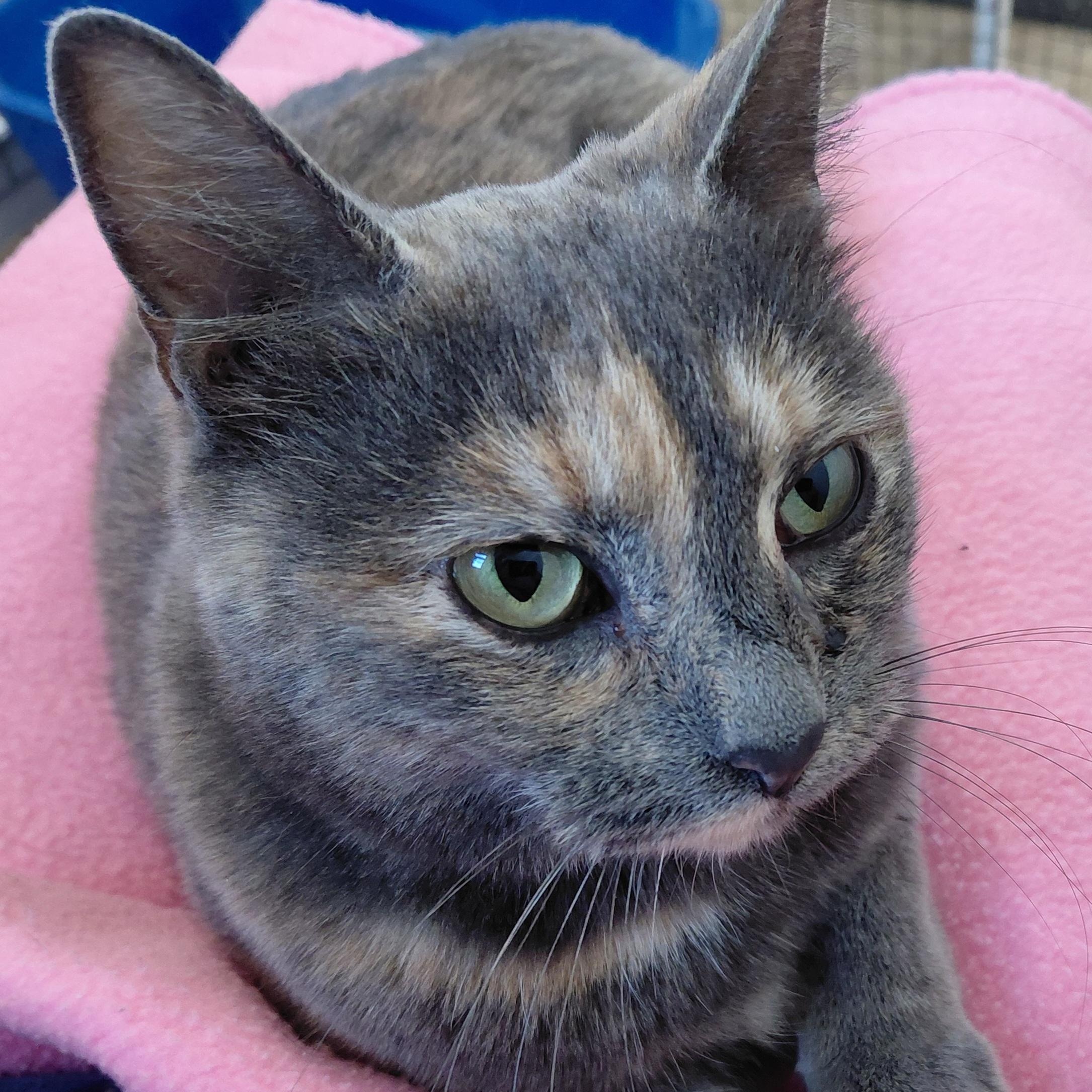 Enlarge Sparkles-CH, a ADOPTABLE mixed breed in Burlington, WA image 2/6