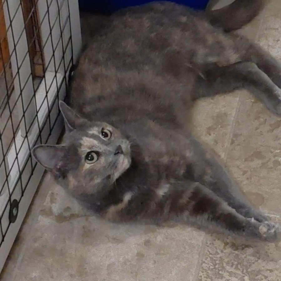 Sparkles-CH, ADOPTABLE, Adult Female Dilute Tortoiseshell.