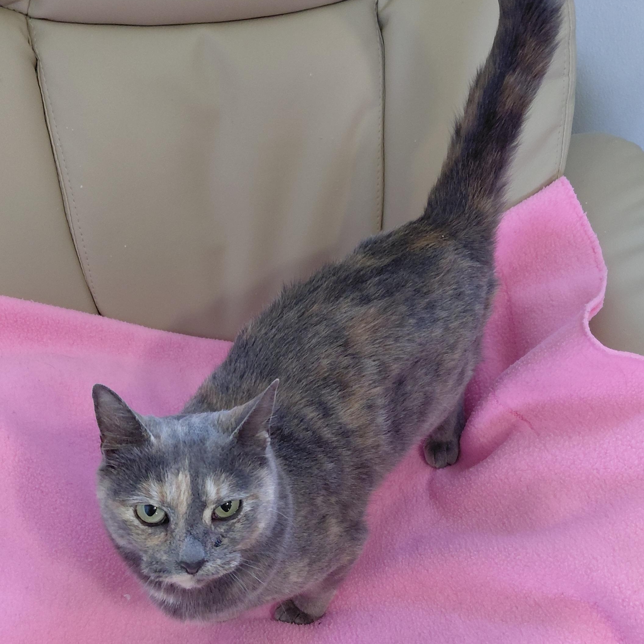 Enlarge Sparkles-CH, a ADOPTABLE mixed breed in Burlington, WA image 3/6