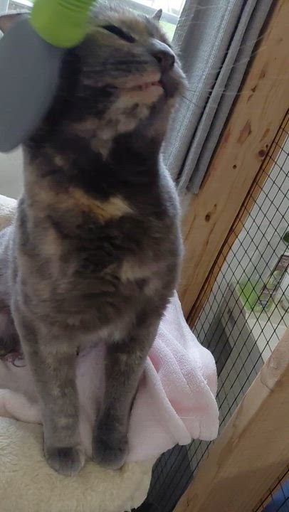 Enlarge Sparkles-CH, a ADOPTABLE mixed breed in Burlington, WA video 6/6