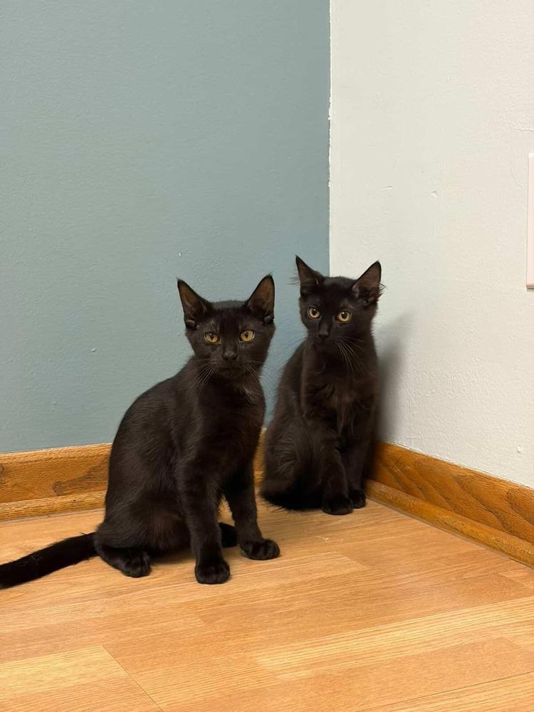 Copy, Adoptable, Kitten Male Domestic Short Hair.