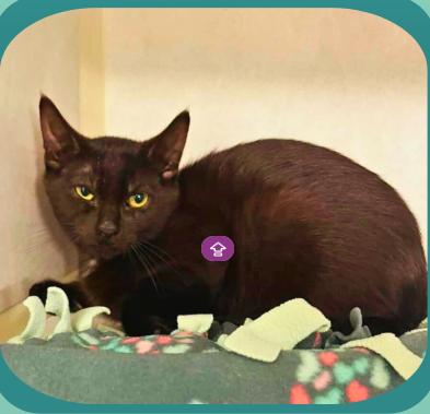 Copy, a Adoptable Domestic Short Hair in Plymouth, MN image 2/3