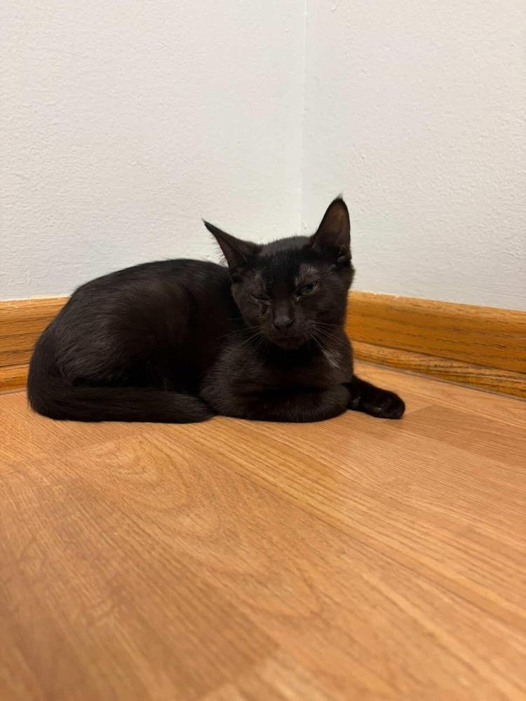 Copy, a Adoptable Domestic Short Hair in Plymouth, MN image 3/3