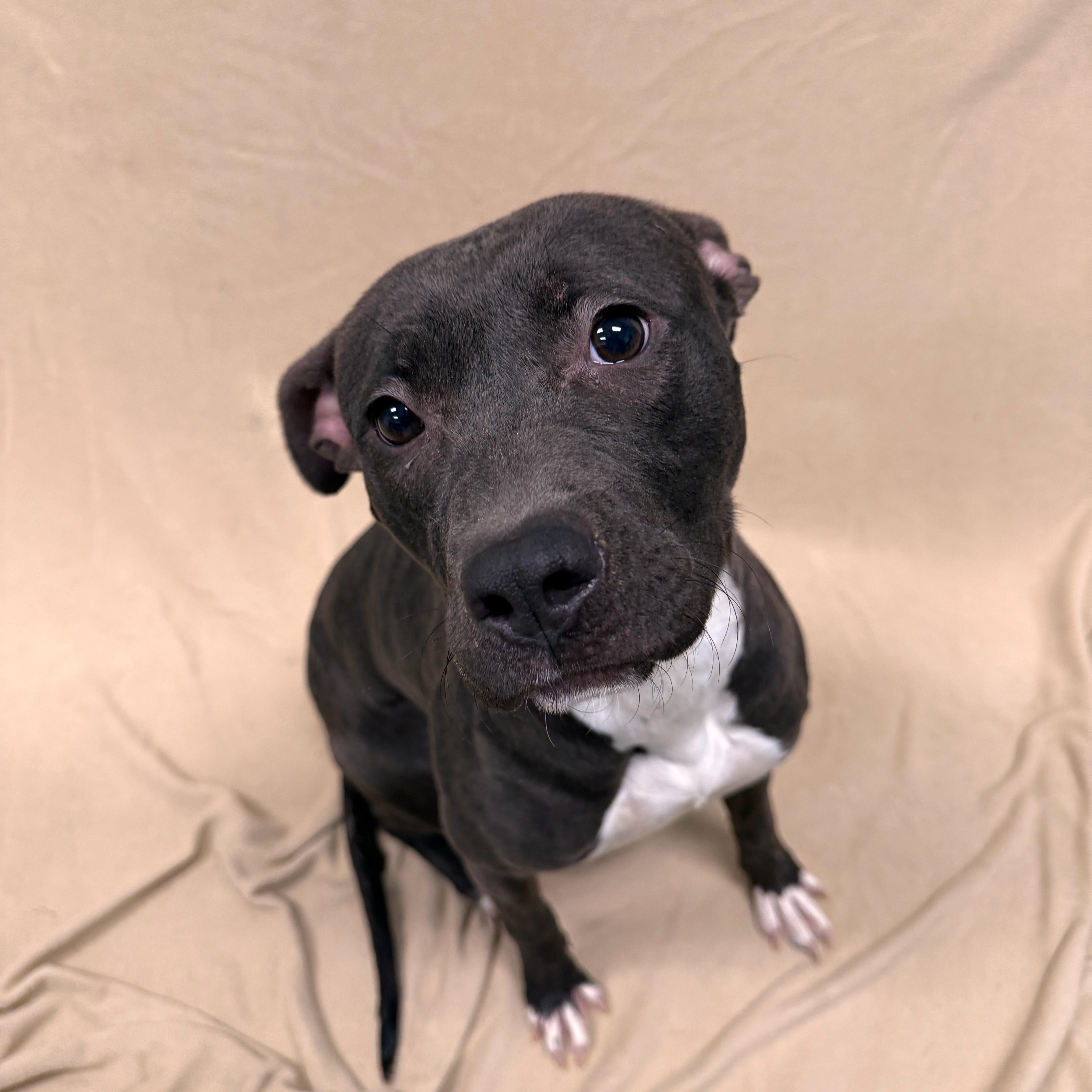 Enlarge Juno, a ADOPTABLE Pit Bull Terrier in Urbana, IL image 3/4