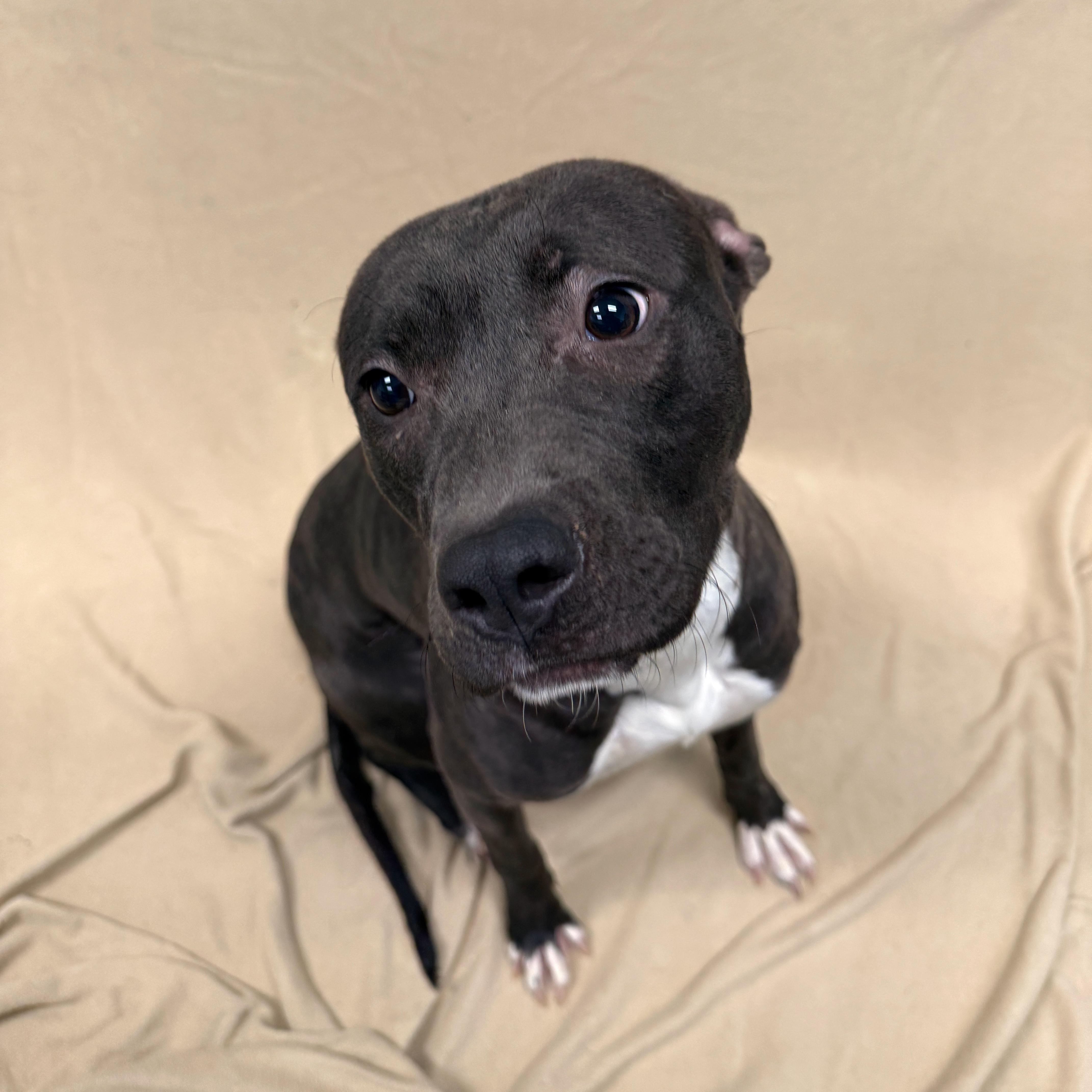 Enlarge Juno, a ADOPTABLE Pit Bull Terrier in Urbana, IL image 4/4