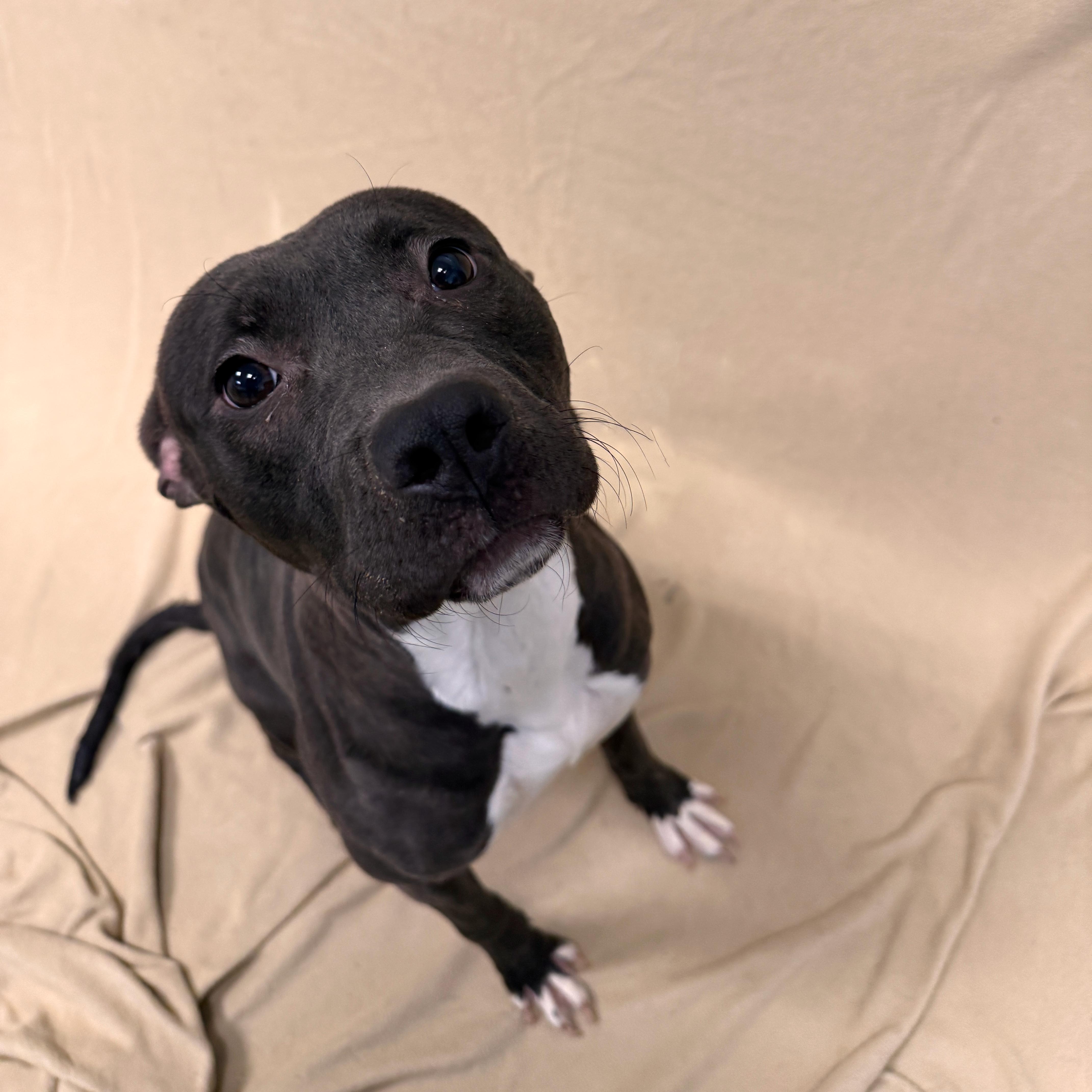 Juno, ADOPTABLE, Young Female Pit Bull Terrier.
