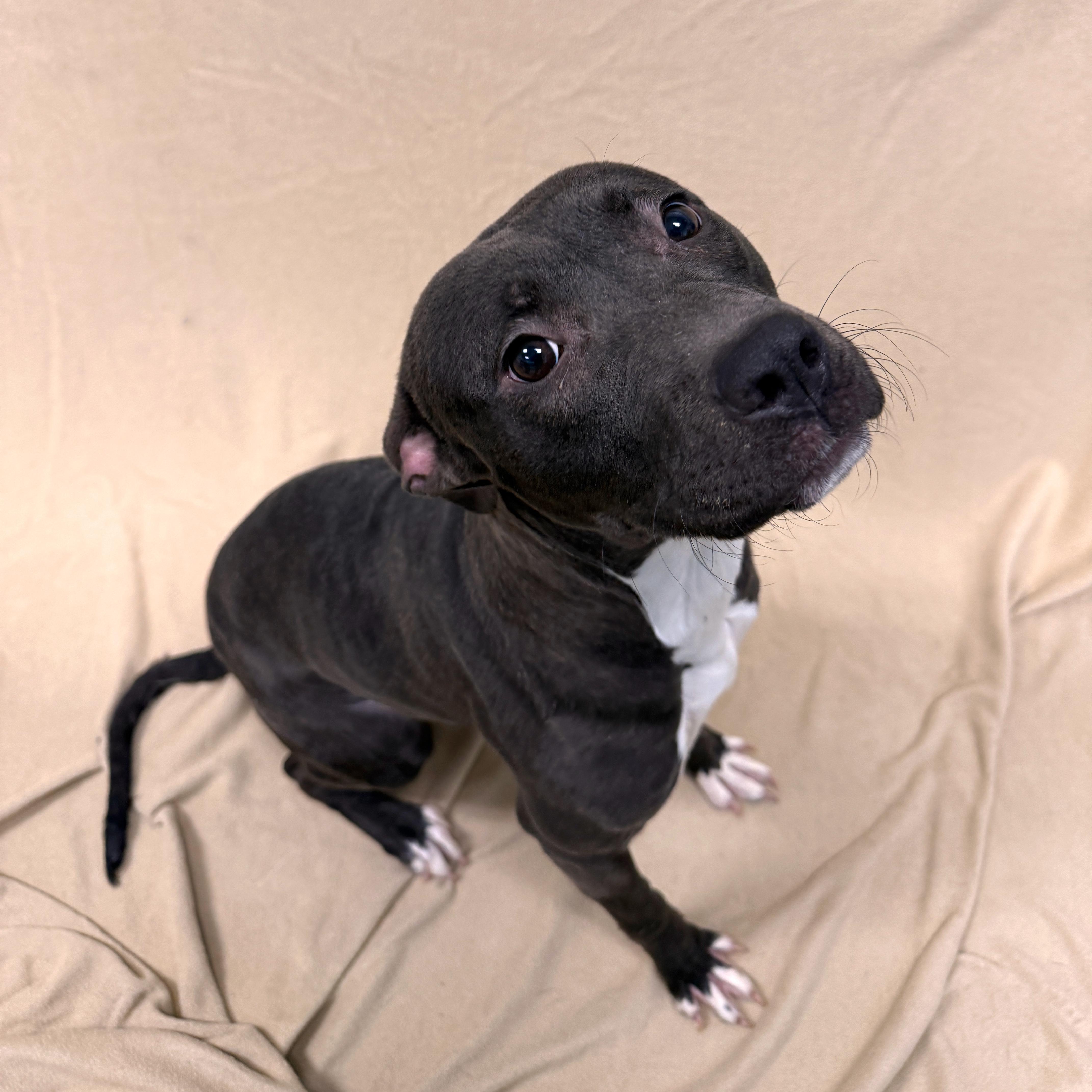 Enlarge Juno, a ADOPTABLE Pit Bull Terrier in Urbana, IL image 2/4