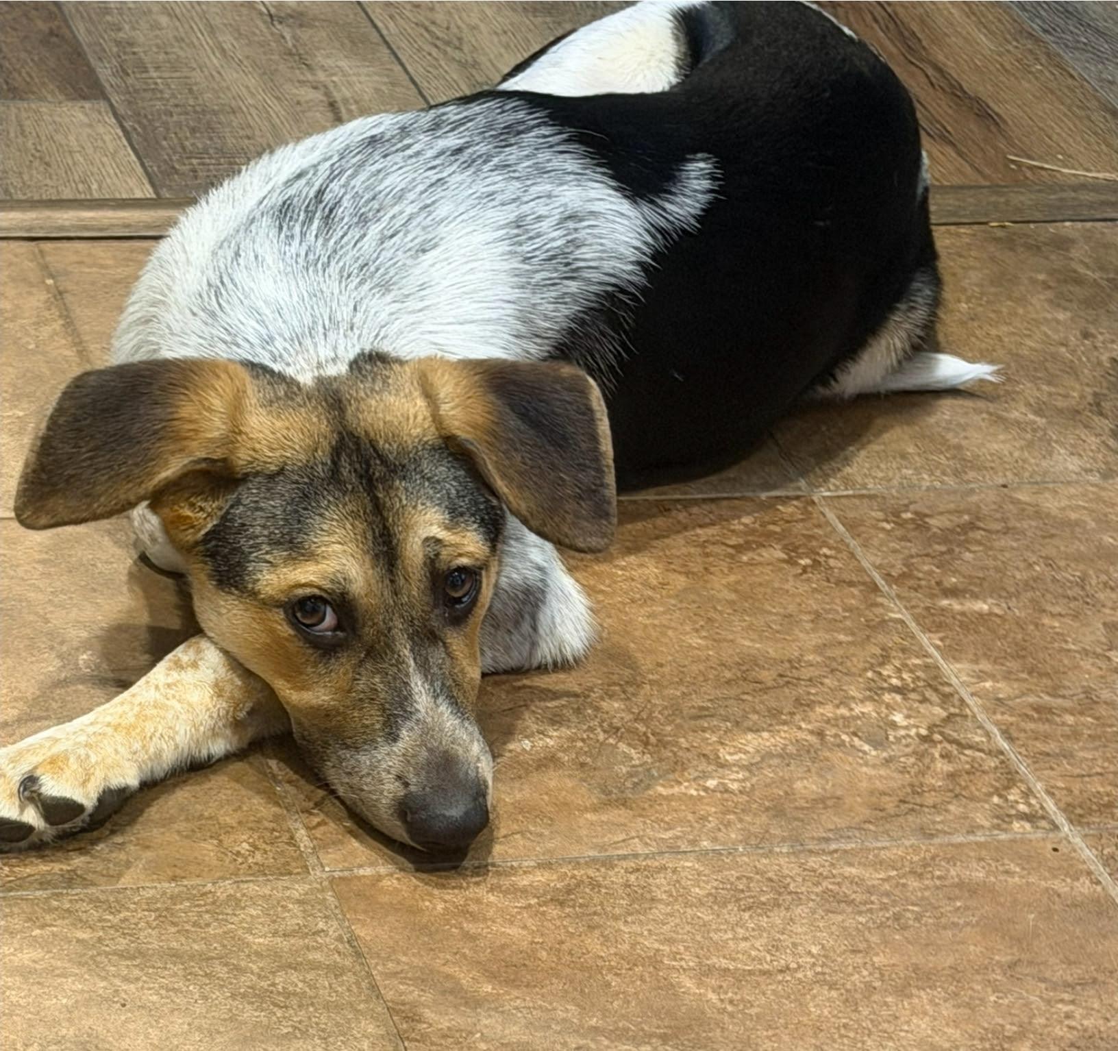 Enlarge Bella Rose - GREAT FAMILY DOG, an adoptable mixed breed in Medfield, MA image 2/6