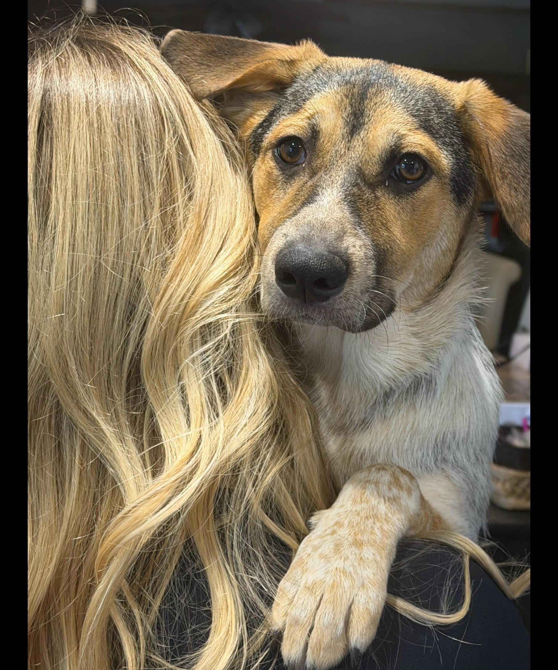 Bella Rose - GREAT FAMILY DOG, adoptable, Young Female Australian Cattle Dog / Blue Heeler & Beagle.