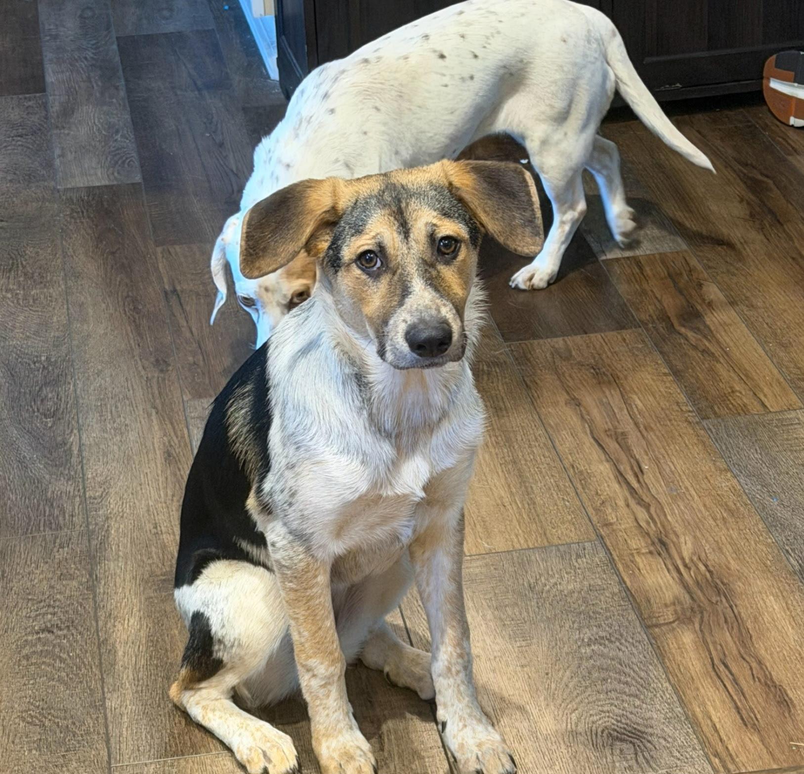Enlarge Bella Rose - GREAT FAMILY DOG, an adoptable mixed breed in Medfield, MA image 3/6