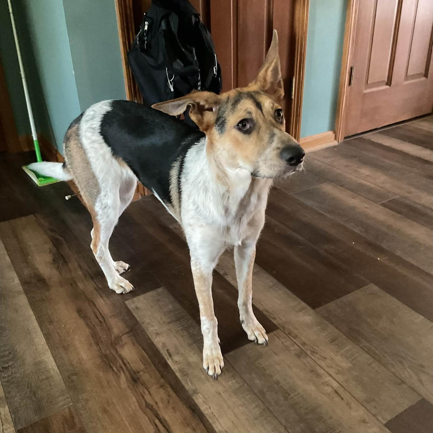 Enlarge Bella Rose - GREAT FAMILY DOG, an adoptable mixed breed in Medfield, MA image 4/6