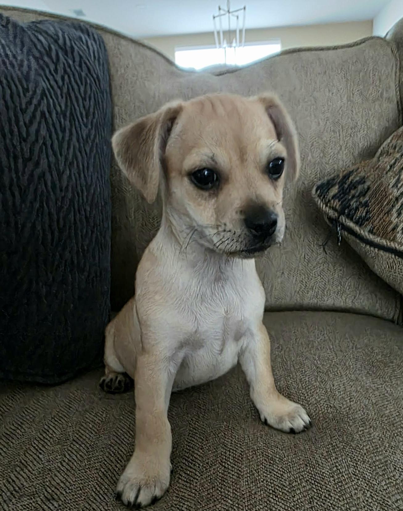 Chance, a Adoptable mixed breed in Akron, OH image 1/6