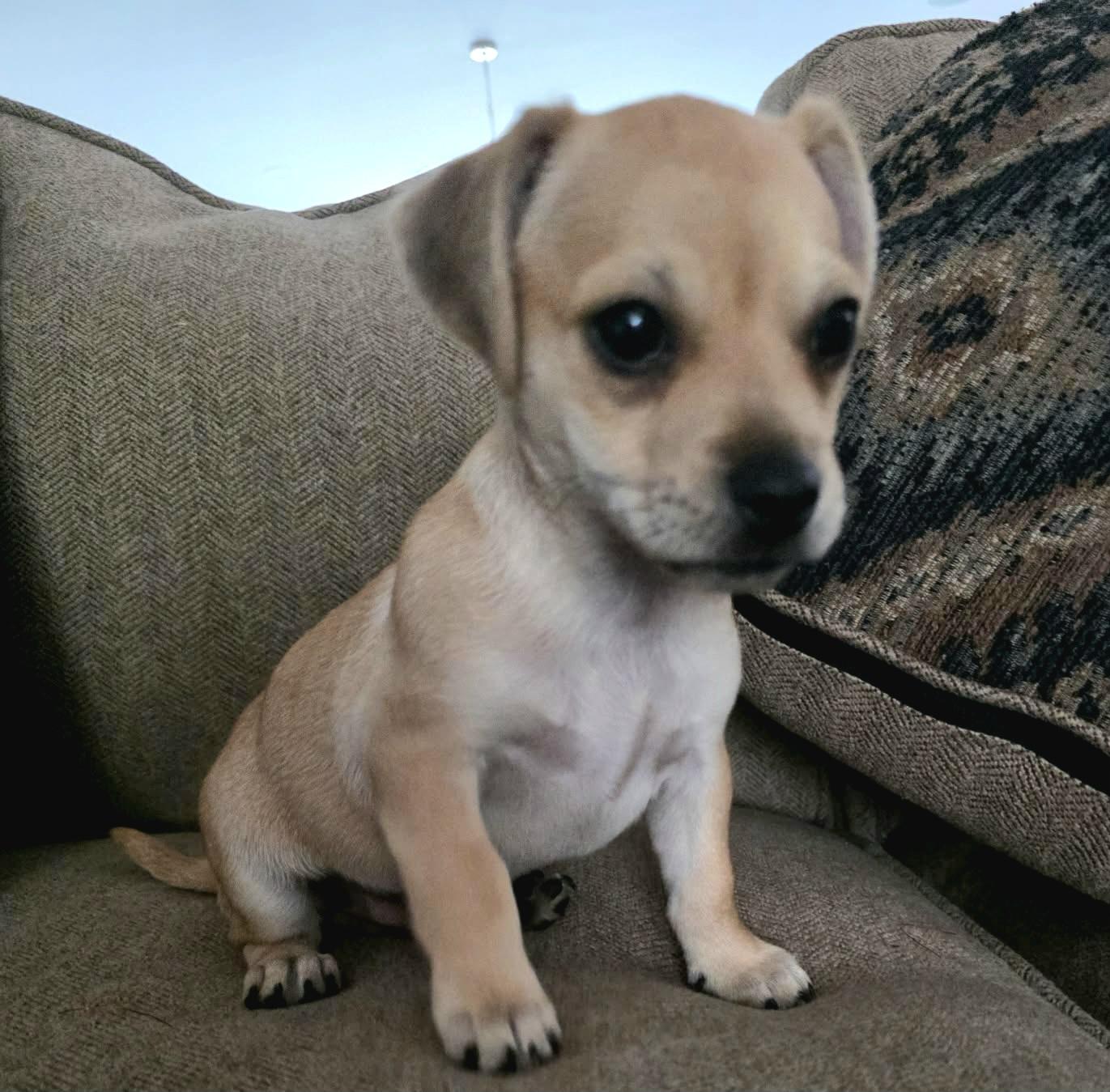 Chance, a Adoptable mixed breed in Akron, OH image 5/6