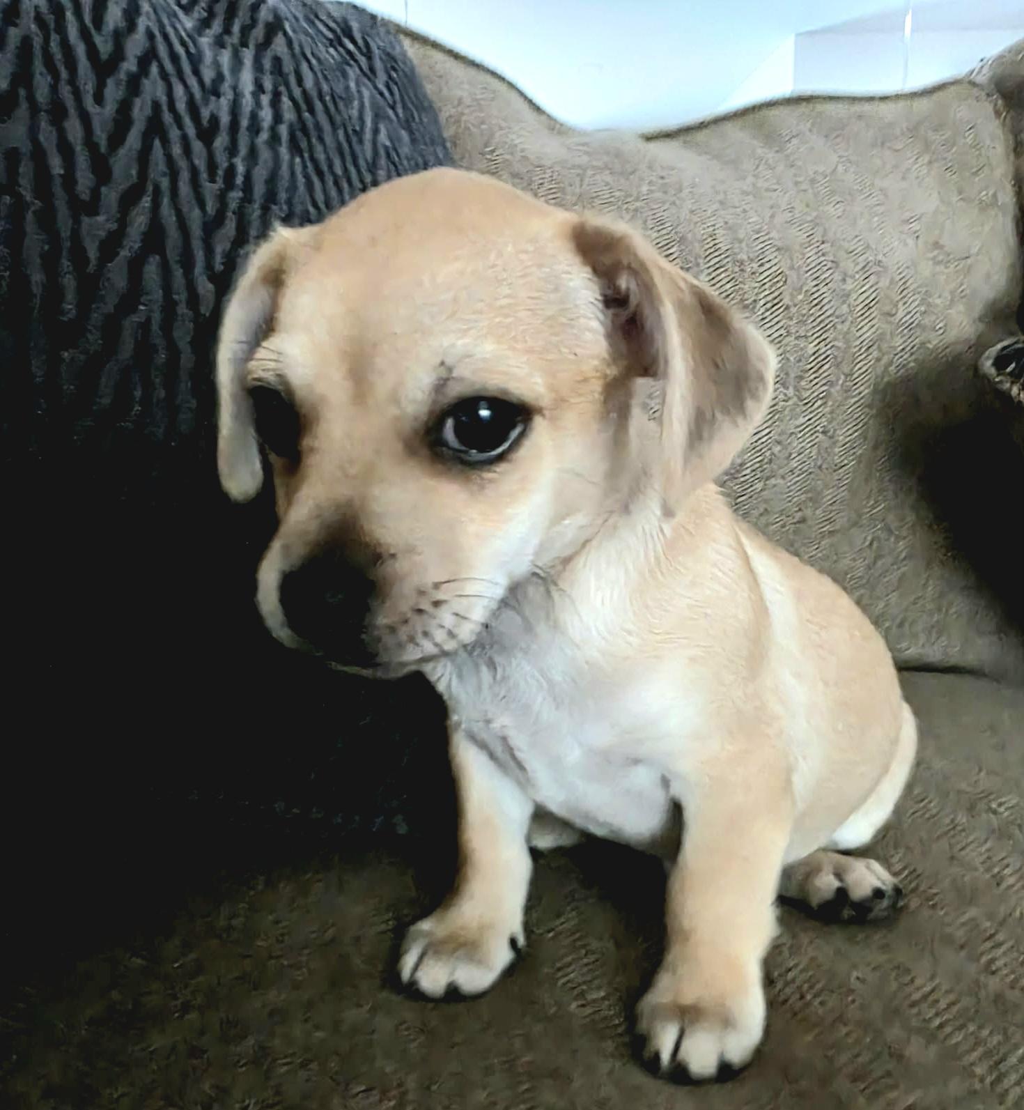 Chance, a Adoptable mixed breed in Akron, OH image 4/6