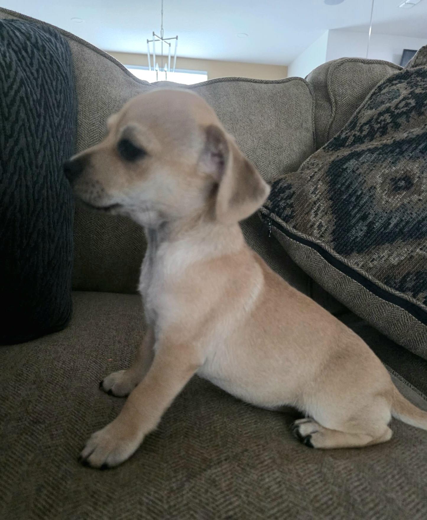 Chance, a Adoptable mixed breed in Akron, OH image 6/6