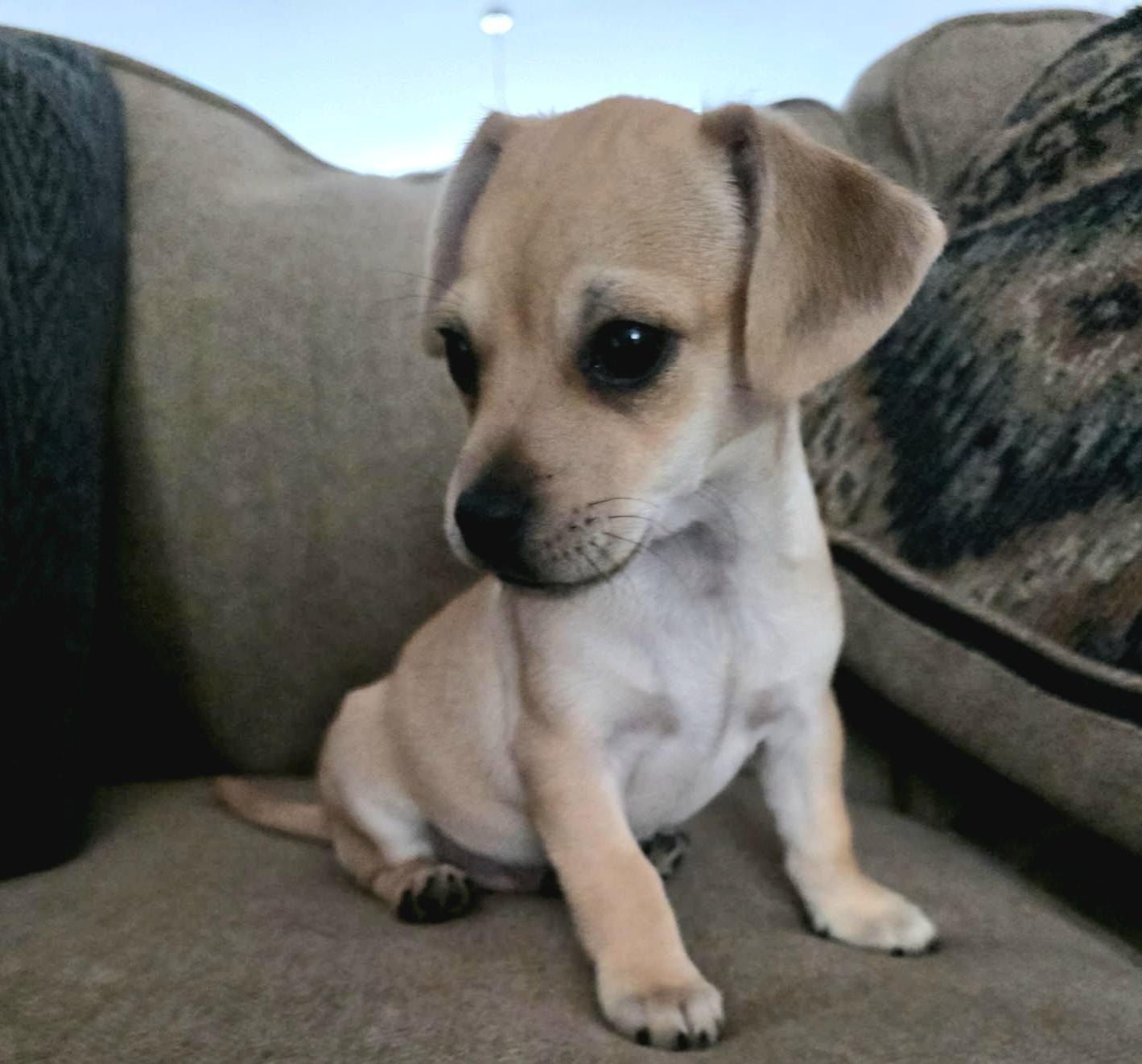 Chance, a Adoptable mixed breed in Akron, OH image 2/6