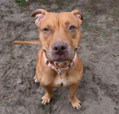 Enlarge Sophie, a ADOPTABLE mixed breed in Inverness, FL image 1/3