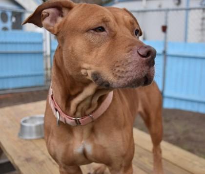 Enlarge Sophie, a ADOPTABLE mixed breed in Inverness, FL image 3/3