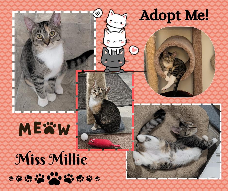 Miss Millie, Adoptable, Young Female American Shorthair.