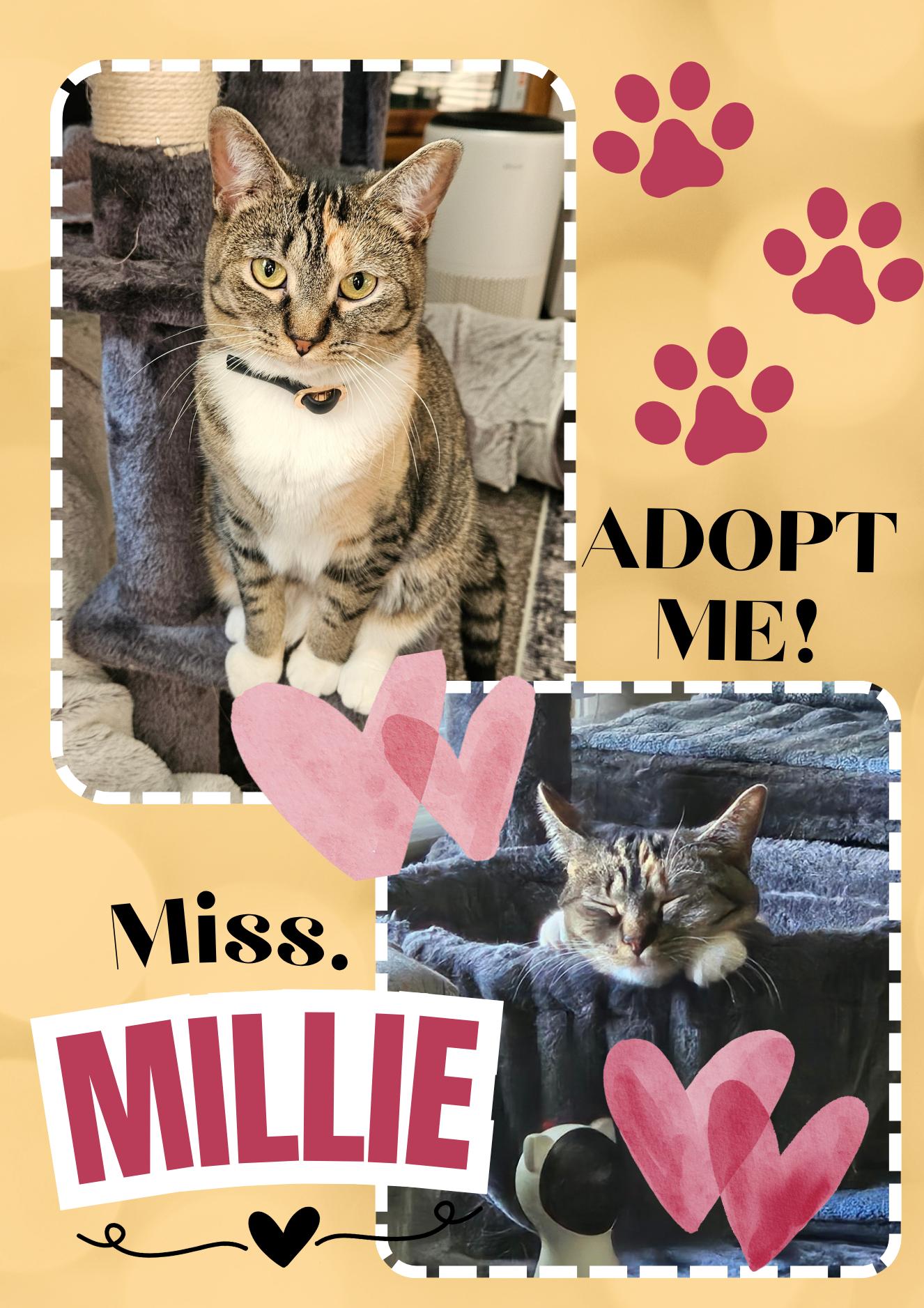 Miss Millie, Adoptable, Young Female American Shorthair.