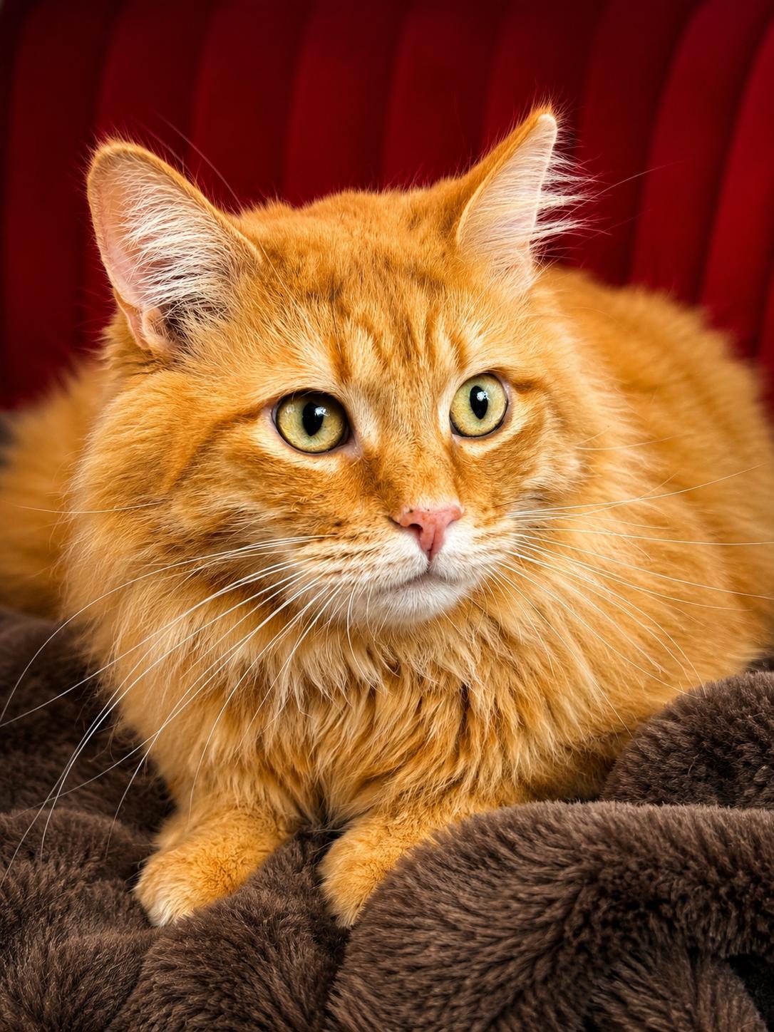 Buddy BIG BOY 17 pounds, an adopted mixed breed in Houston, TX image 1/6