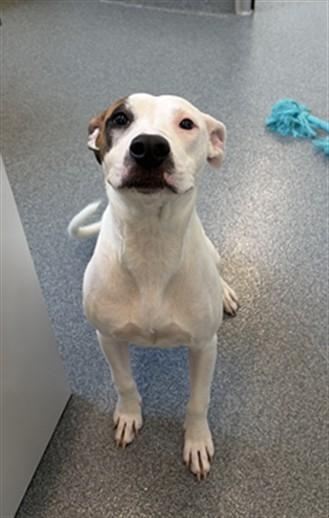 CLEVER, Adoptable, Young Female Pit Bull Terrier & Mixed Breed.