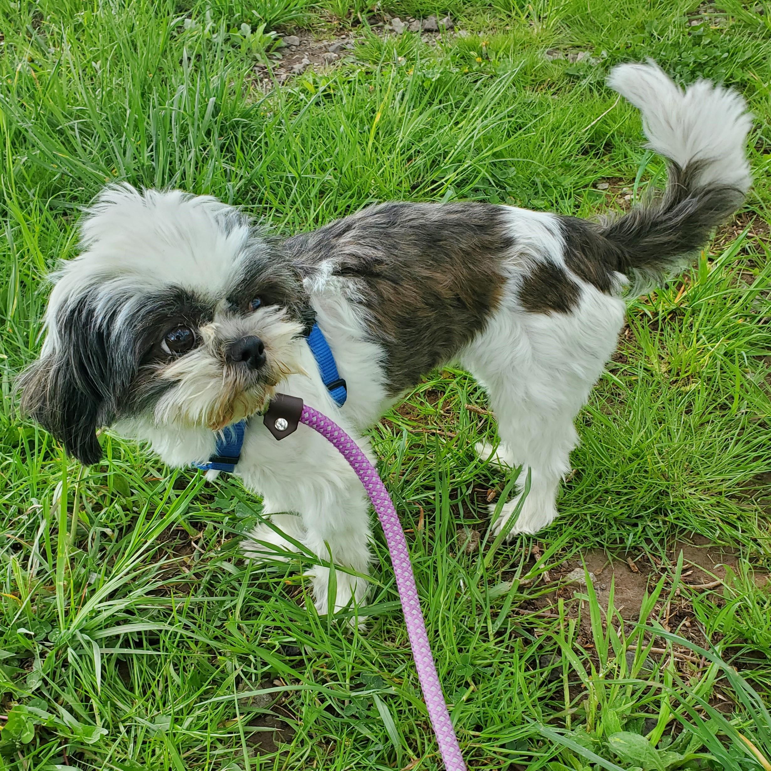 Enlarge Bandit, an adopted Shih Tzu in Jersey city, NJ image 1/1