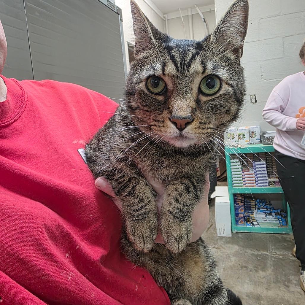 Sonny, Adoptable, Adult Male Domestic Short Hair.