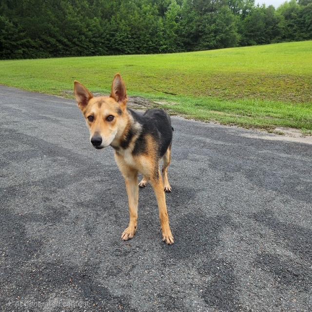 Enlarge Rocco, a ADOPTABLE mixed breed in Manhasset, NY image 5/6