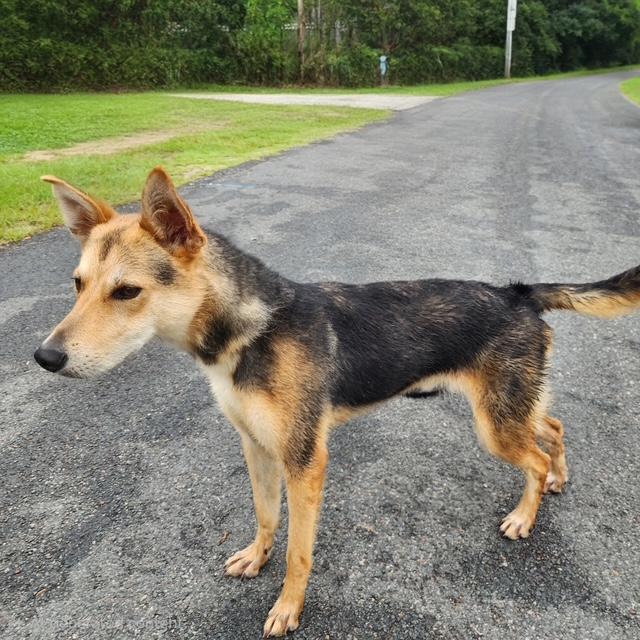 Enlarge Rocco, a ADOPTABLE mixed breed in Manhasset, NY image 3/6