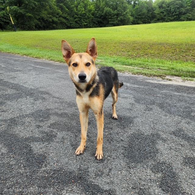 Rocco, ADOPTABLE, Young Male Shepherd.