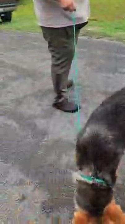 Enlarge Rocco, a ADOPTABLE mixed breed in Manhasset, NY video 4/6