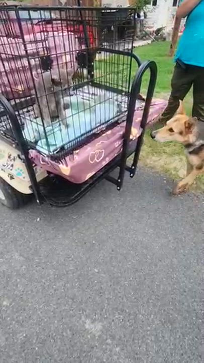Enlarge Rocco, a ADOPTABLE mixed breed in Manhasset, NY video 2/6